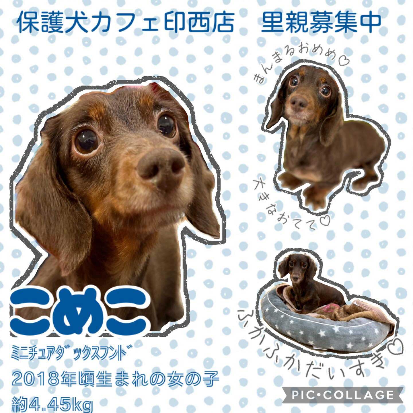 里親募集｜愛するペットのご葬儀なら ペットセレモニープレア