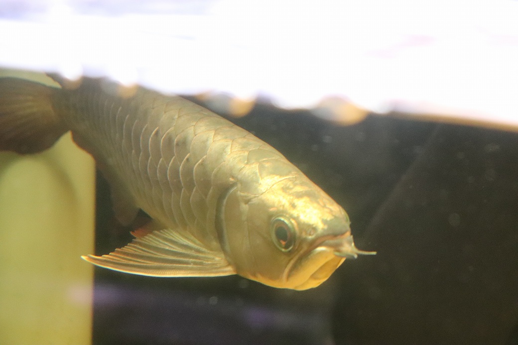 淡水魚】【通販】上物個体 ゴールドヘッド 過背金龍 アジアアロワナ