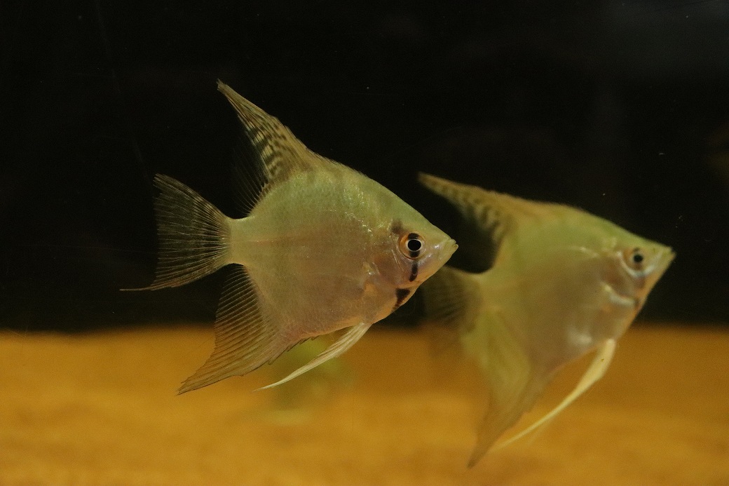 淡水魚】【通販】ブルーレオパードエンゼルフィッシュ【1匹 サンプル