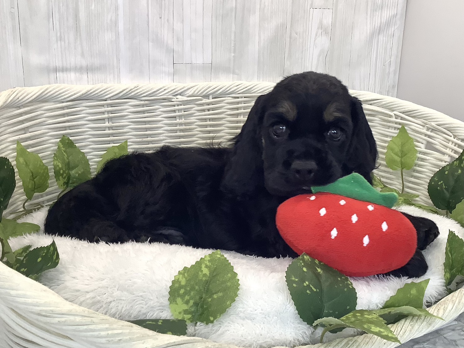 アメリカンコッカースパニエル(ブラックタン)の子犬を価格や特徴で探す
