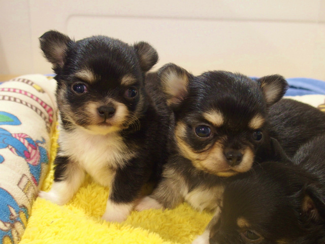 チワワの子犬出産！ブリーダーズショップ(名古屋市)販売(愛知県日進市