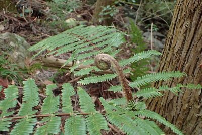 ウラジロ | 熊本大学薬学部薬用植物園 薬草データベース