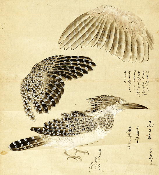 狩野常信筆 梅に莺 65 源・M》江戸期 古画 狩野常信 筆「梅・竹図」/軸