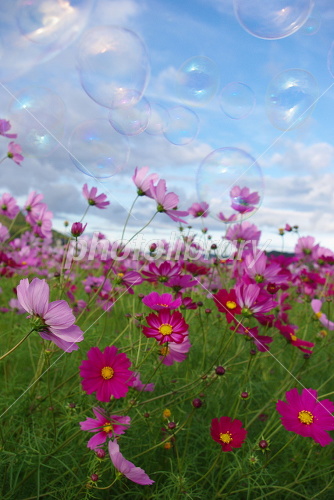 コスモスとシャボン玉 写真素材 [1654071] - フォトライブラリー