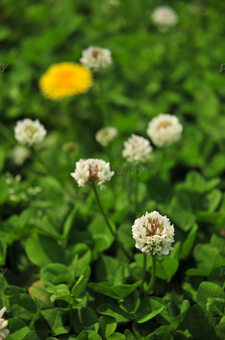 s-2013050507582486174.jpg