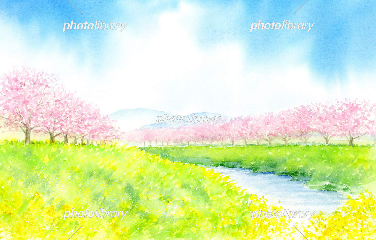菜の花とたくさんの桜の木がある河川敷の風景の水彩画 イラスト素材