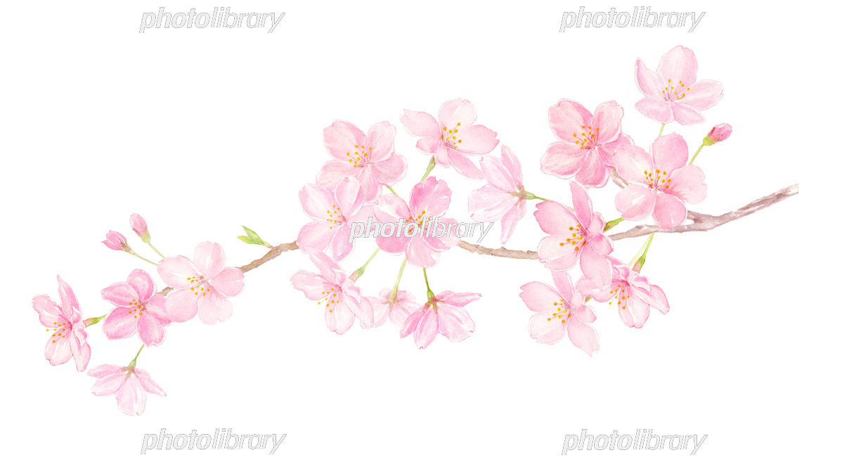 桜の枝 水彩イラスト 手描きアナログ イラスト素材 [6936986] - フォト