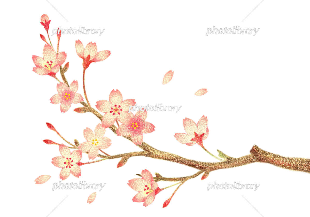 桜の枝 手描き色鉛筆画 イラスト素材 [7603801] - フォトライブラリー