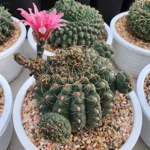 ヒカダマ（緋花玉） (Gymnocalycium baldianum) - PictureThis