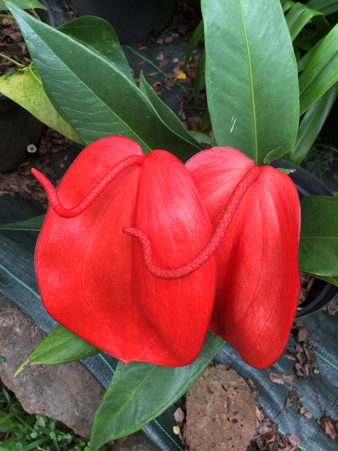 ベニウチワ（紅団扇）の判定方法 (Anthurium scherzerianum)