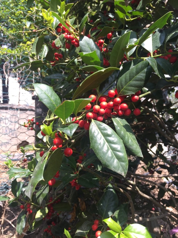 セイヨウヒイラギ（西洋柊） 'J.C. van Tol' (Ilex aquifolium 'J.C.
