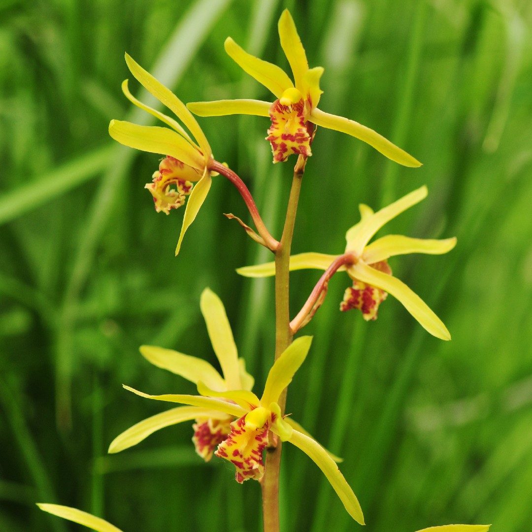 イッケイキュウカ（一茎九花） (Cymbidium faberi) - PictureThis