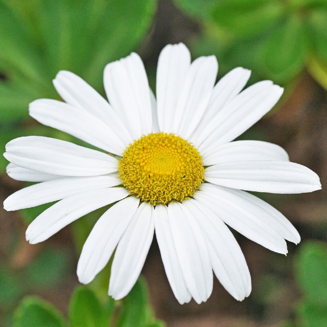 ハマギク（浜菊）の判定方法 (Nipponanthemum nipponicum)
