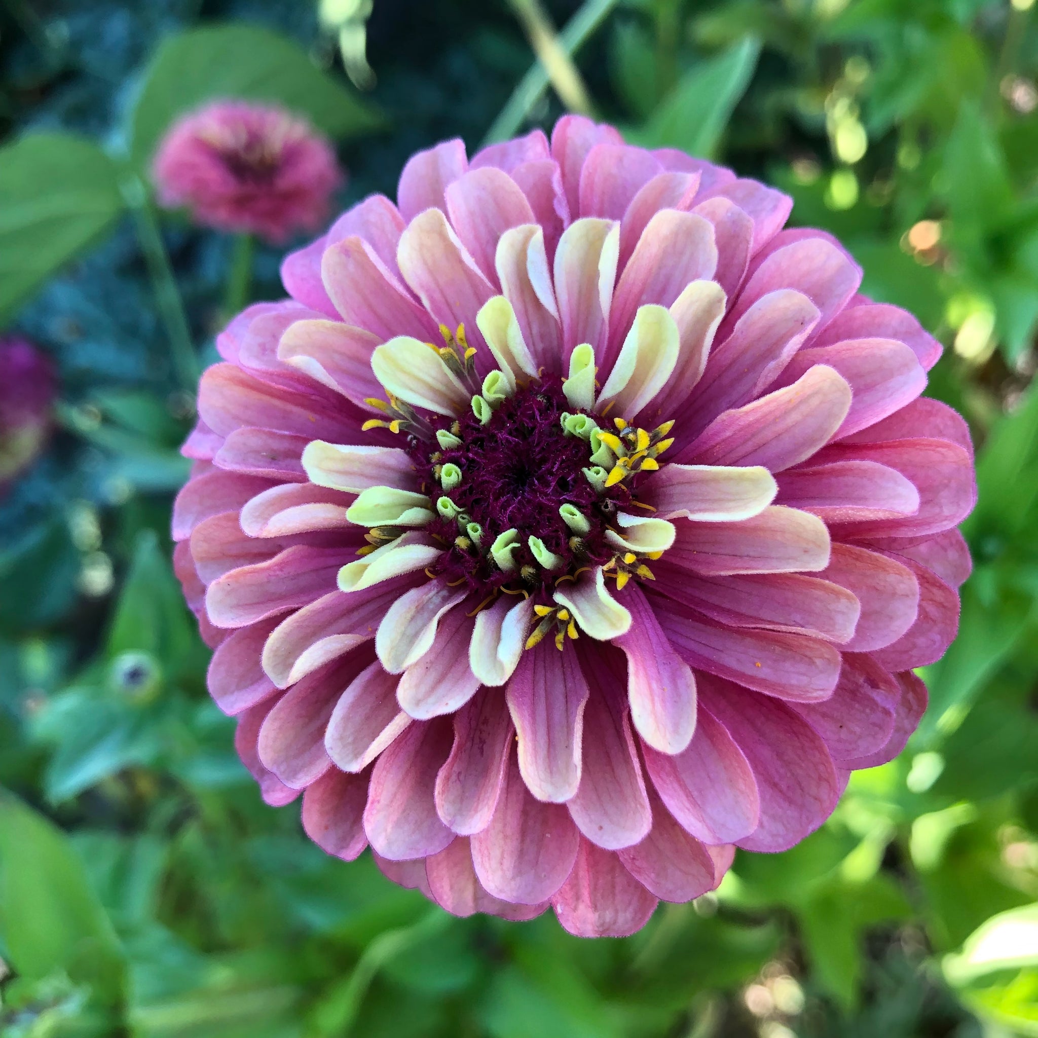Queeny Red Lime Zinnia - The Plant Good Seed Company