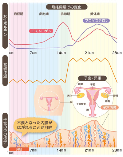 富山県／女の子のからだの悩み