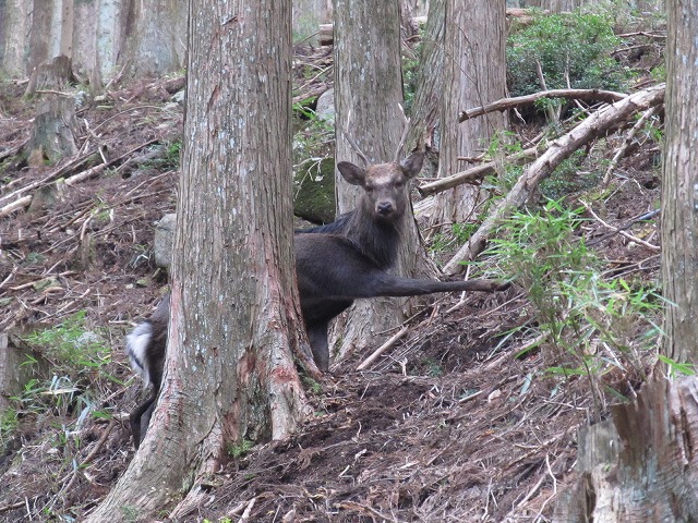 三重県｜林業研究所：ニホンジカの捕獲方法について