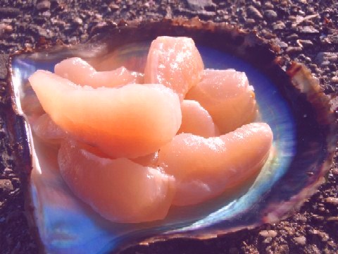 三重県｜おさかな図鑑：真珠貝（アコヤガイ）の貝柱