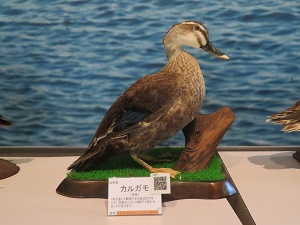 展示鳥類剥製（カルガモ） - 新潟県ホームページ