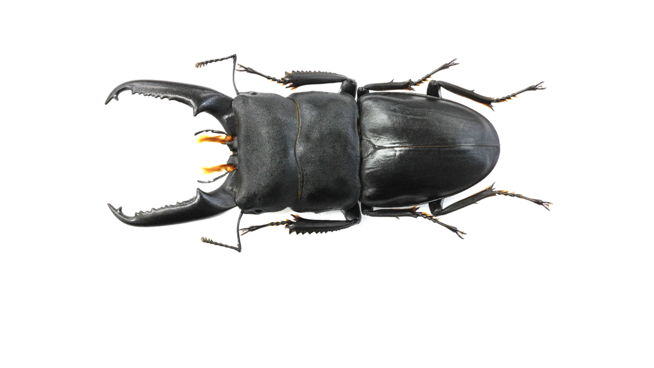 gotou_75.8mm.png