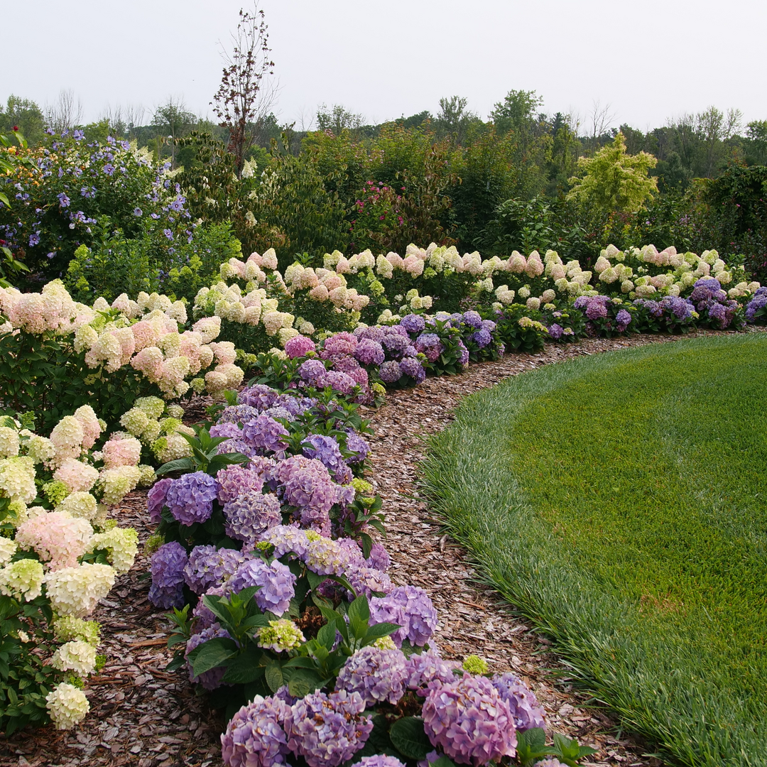 LET'S DANCE SKY VIEW® Continuous Blooming Hydrangea - Proven