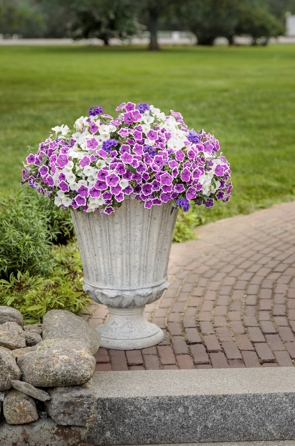 Supertunia Mini Vista White - Petunia