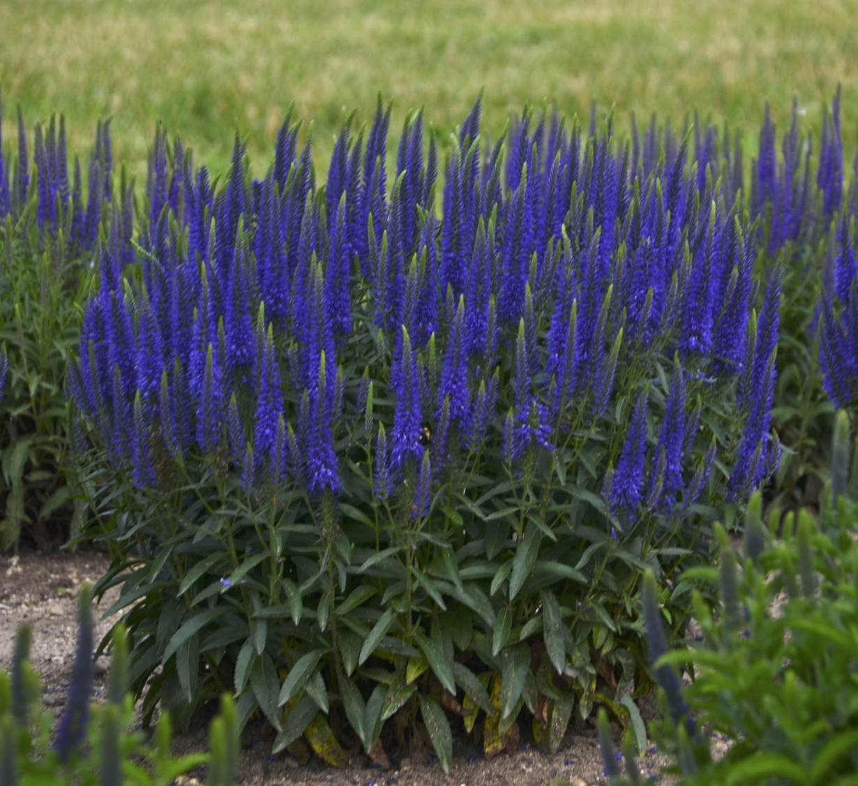 Magic Show® 'Wizard of Ahhs' - Spike Speedwell - Veronica hybrid