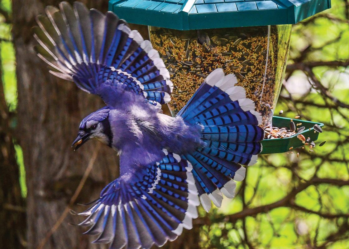 Blue Jay Speed 1000 Piece Fine Art Jigsaw Puzzle for Teens and