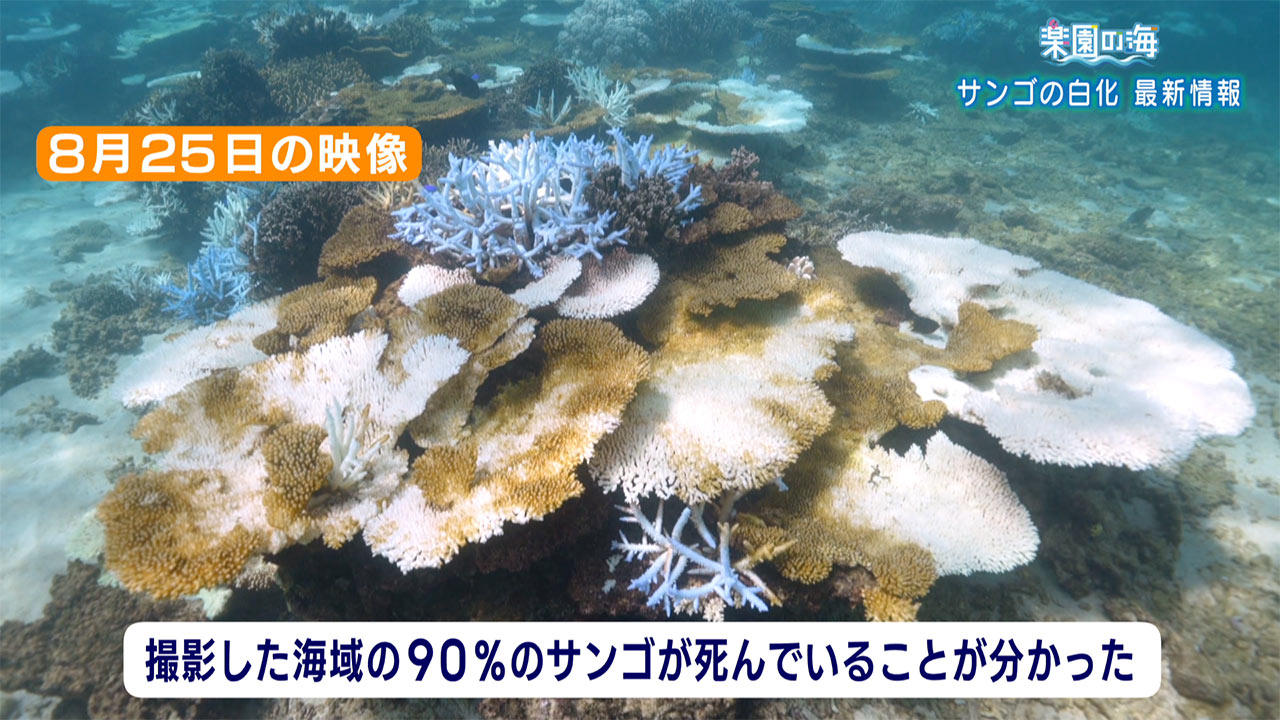 楽園の海「サンゴ白化最新の様子」 – QAB NEWS Headline