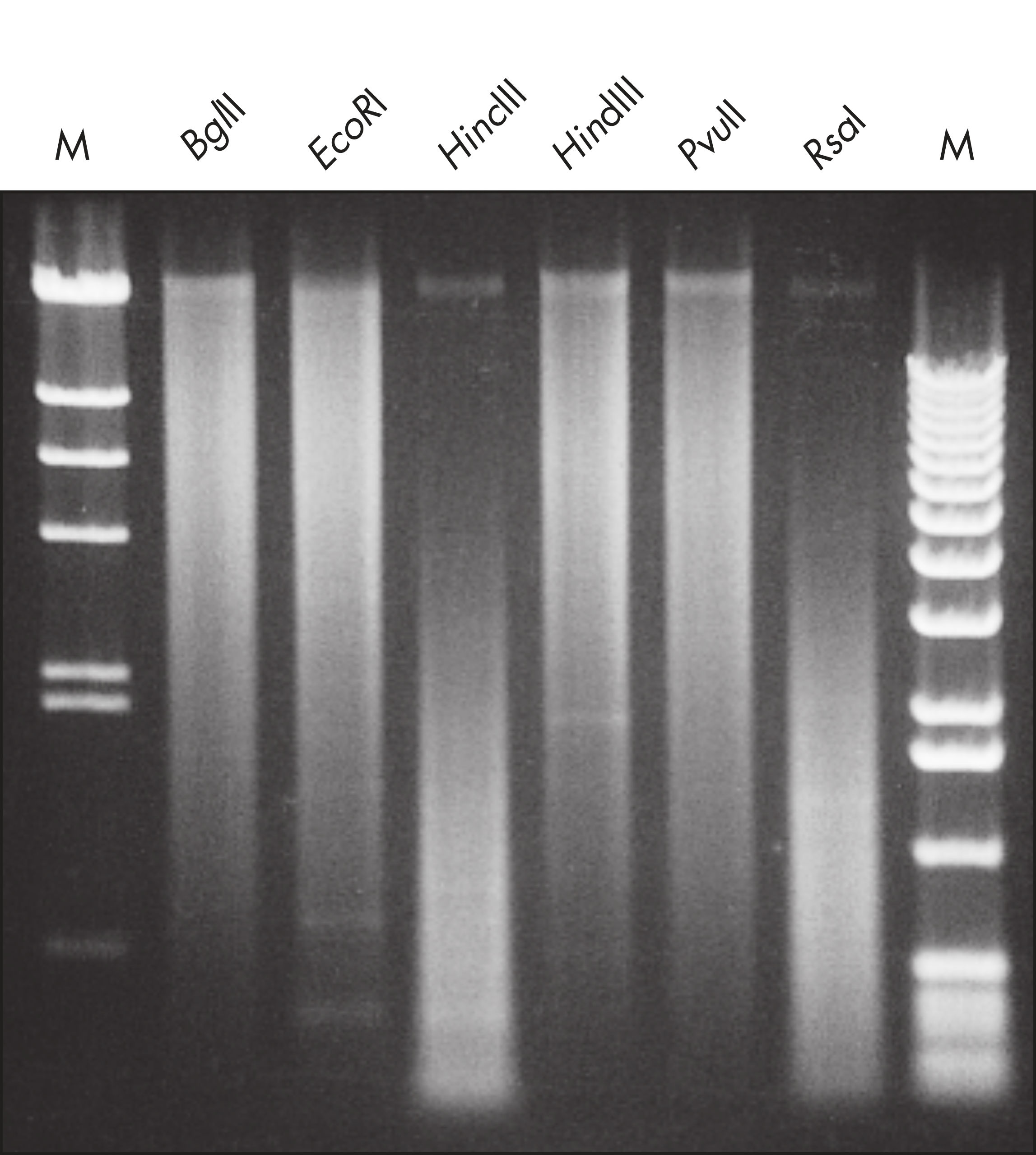 Puregene Kits: Precipitation-Based DNA Purification | QIAGEN