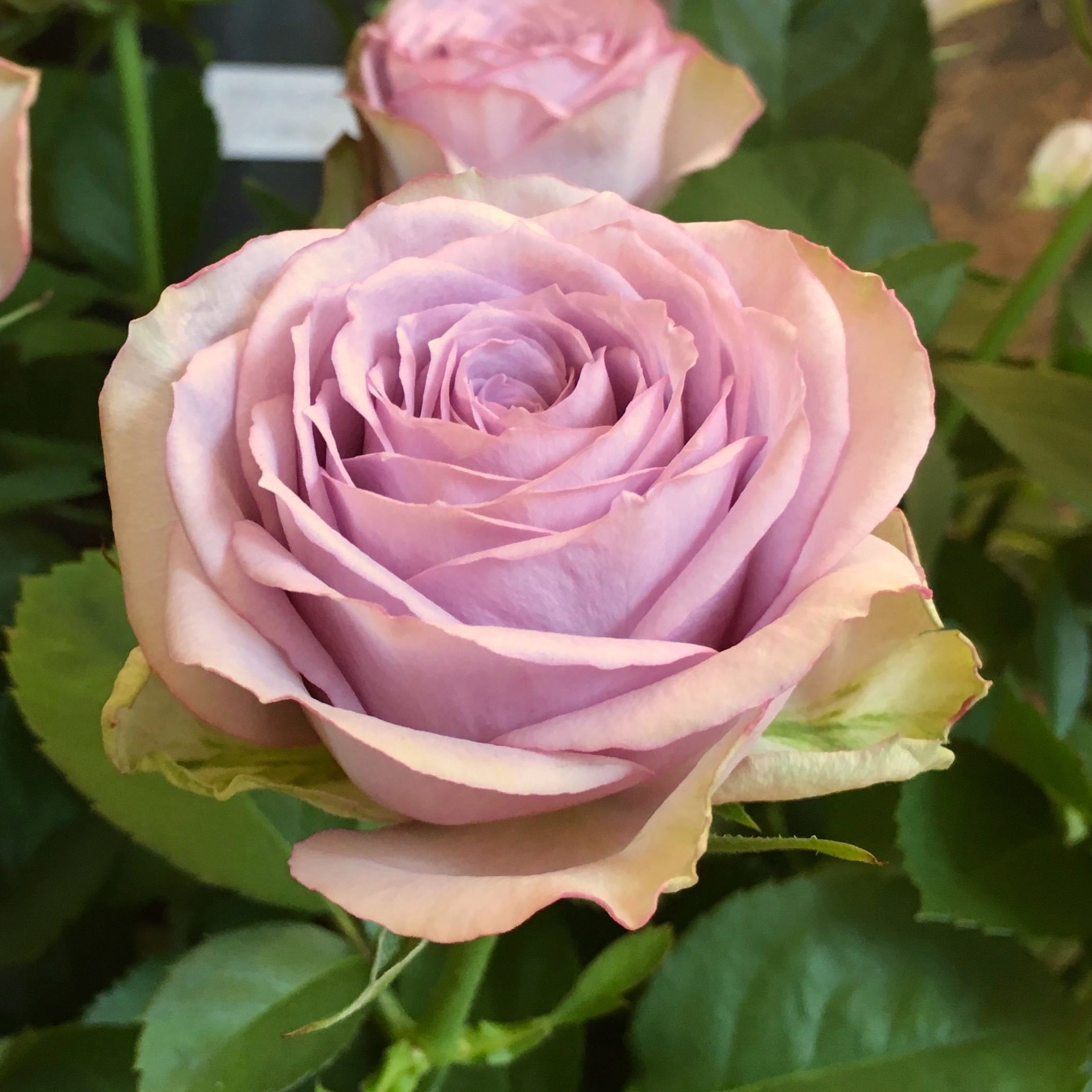 商品紹介/紫色のバラ of フラワーサロンROSY
