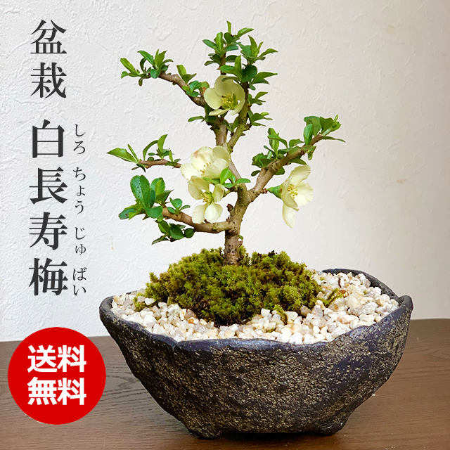 楽天市場】盆栽 長寿梅 白花 白長寿梅（しろちょうじゅばい） 白長寿梅