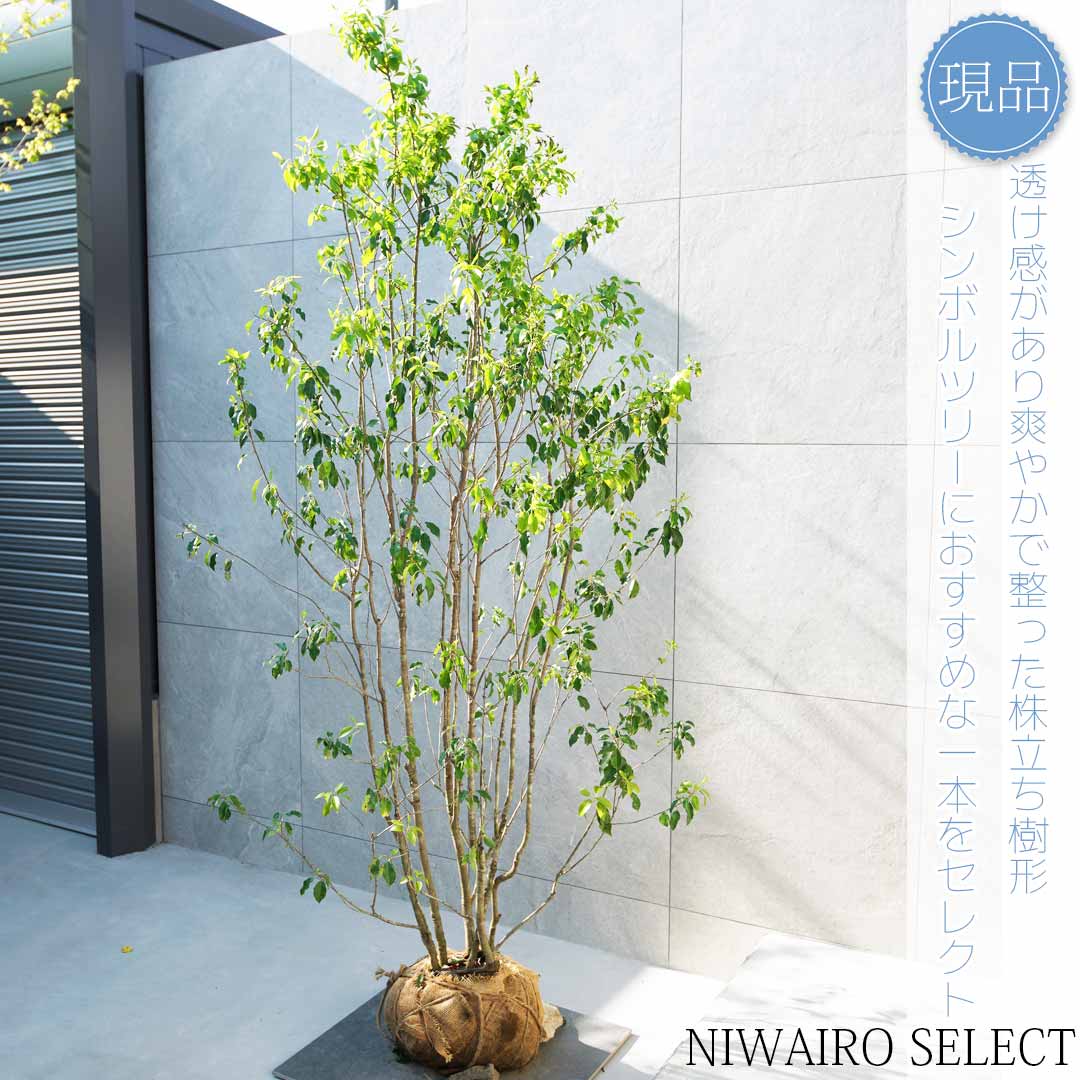 楽天市場】【現品】【ソヨゴ】株立ち 自然風樹形 雌雄不明 樹高H≒210