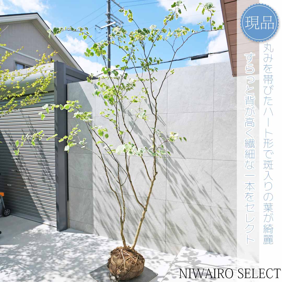 楽天市場】【現品】【斑入りマルバノキ】恵那錦 エナニシキ 株立ち
