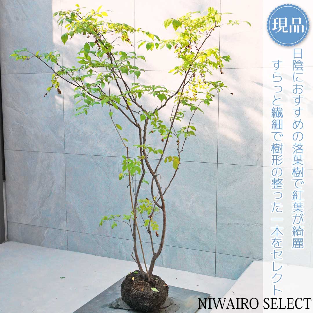 楽天市場】【現品】【ナツハゼ】夏櫨 株立ち 自然風樹形 樹高H≒150