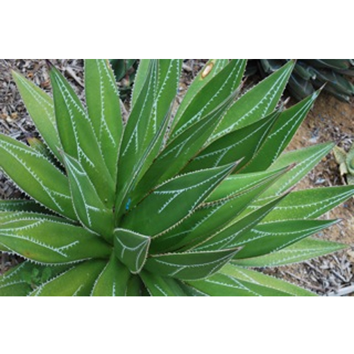 Agaves – Page 2 – Rancho Tissue