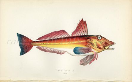 A History of British Fishes prints 1862 -1877 - JONATHAN COUCH