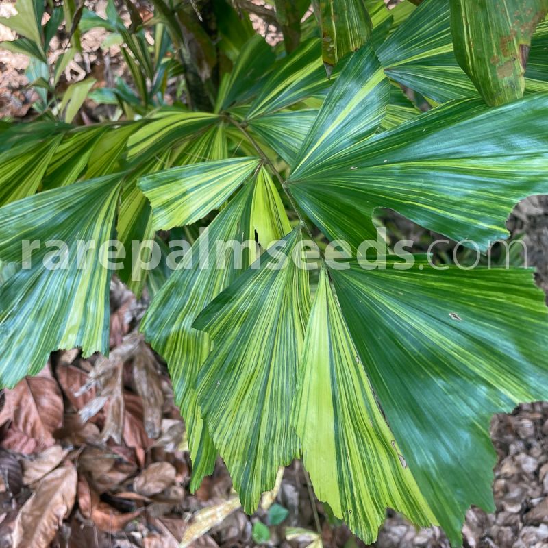 Caryota mitis 'Variegata' – Variegated Fishtail Palm – Buy seeds
