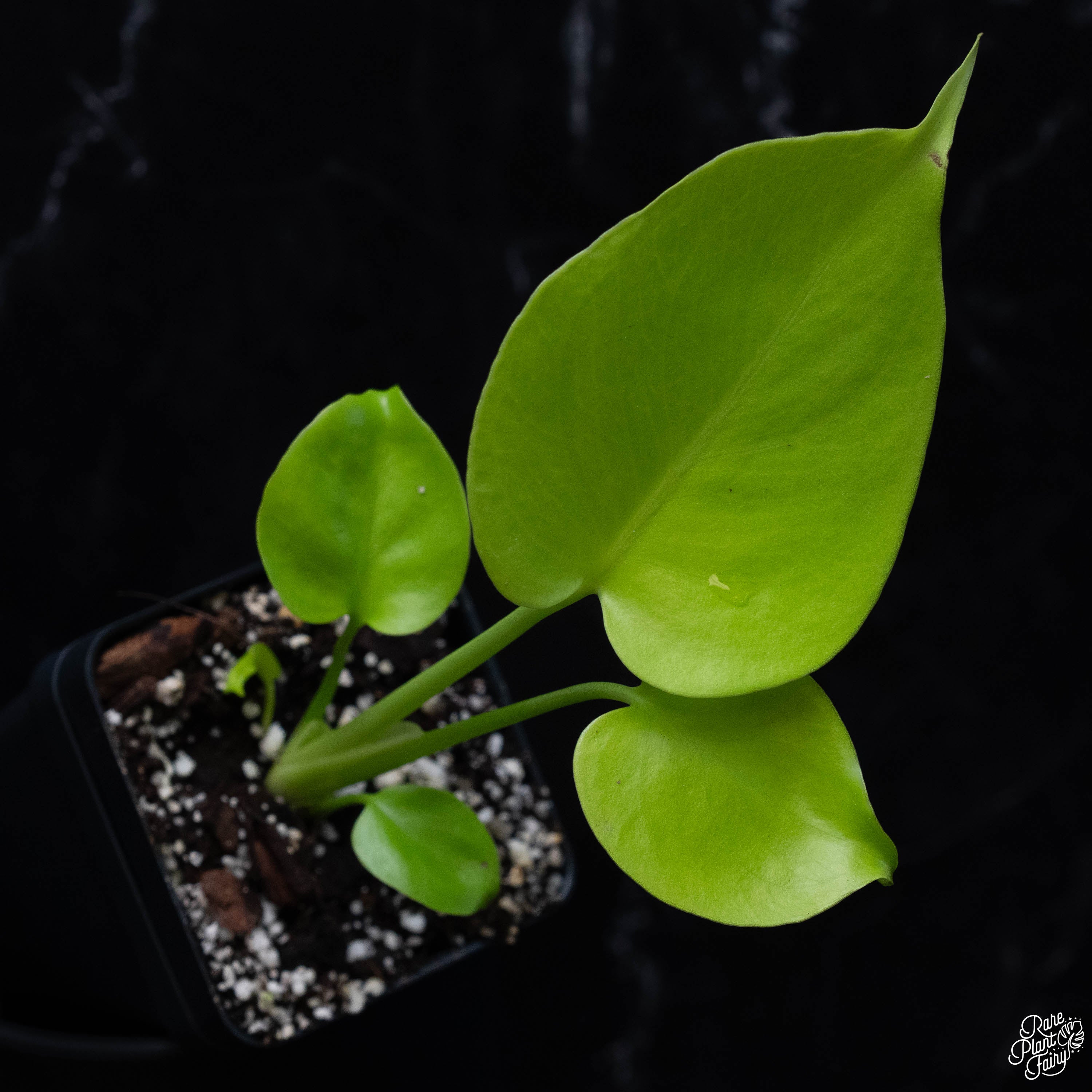 Monstera Deliciosa 'Aurea' (aka 'Lemon Lime') *Grower's Choice