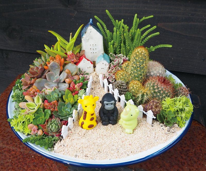 多肉植物で箱庭づくり | 特集：TOWN TOWN/タウンタウン