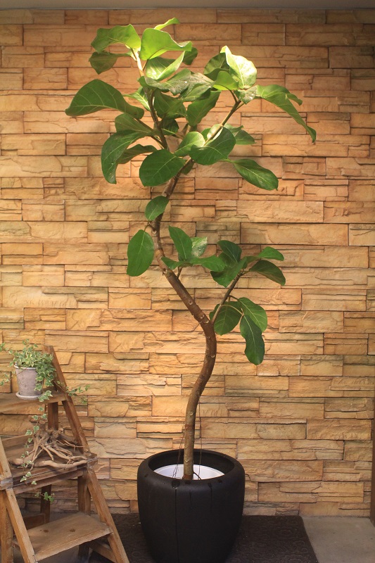 アフリカンプリンス56｜観葉植物専門店「ワールドガーデン」
