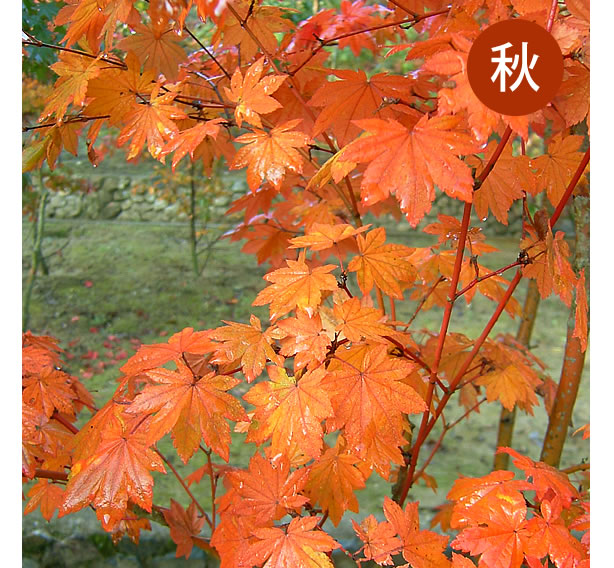 コハウチワカエデ 樹木ガイド｜植木・庭木・雑木販売、造園｜大阪
