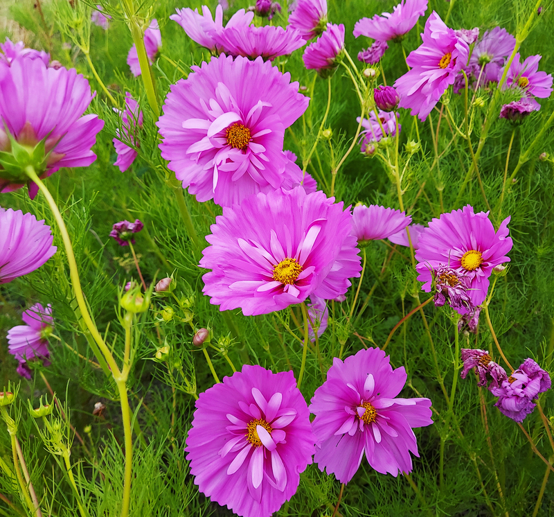 Wild Garden Seed: Organic Tickle Pink (Cosmos) Seeds
