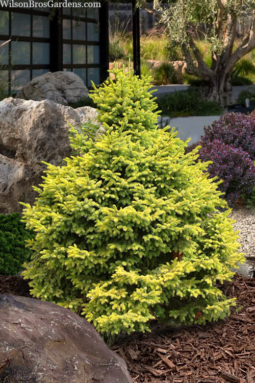 picea-omorika-peve-tijn-dwarf-