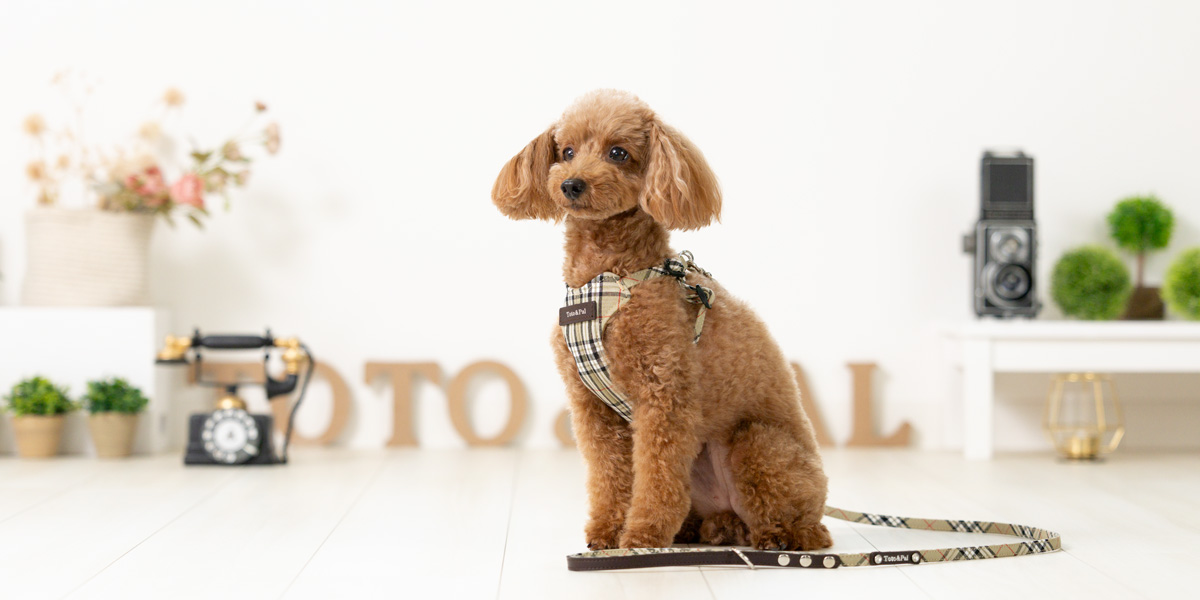 FIT HARNESS（フィットハーネス）／ロイヤルタータンチェック：Toto