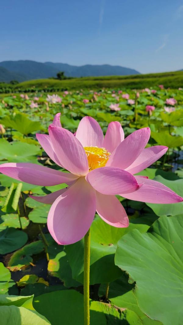 中尊寺ハスの開花情報（令和7年9月1日現在） - 国見町ホームページ