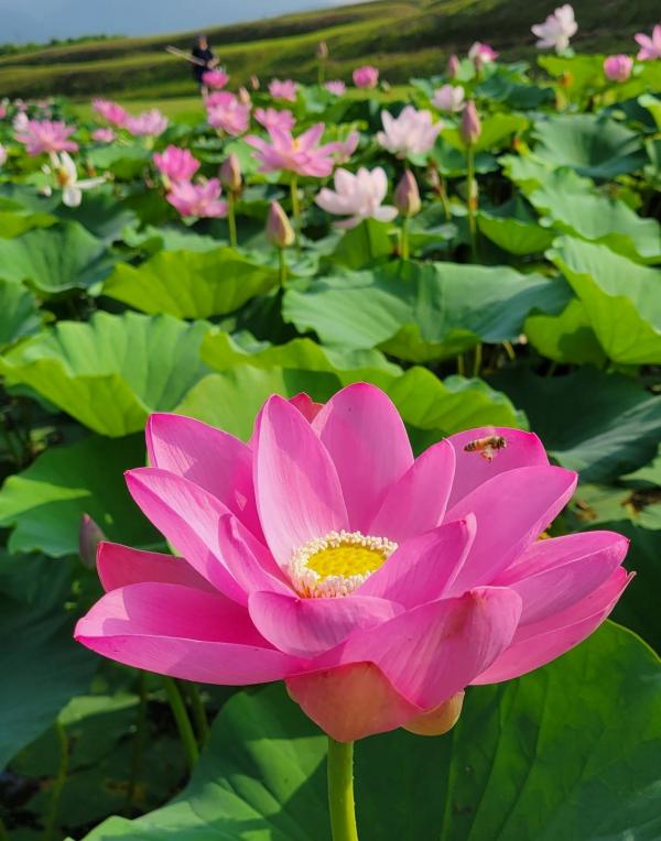 中尊寺ハスの開花情報（令和7年9月1日現在） - 国見町ホームページ