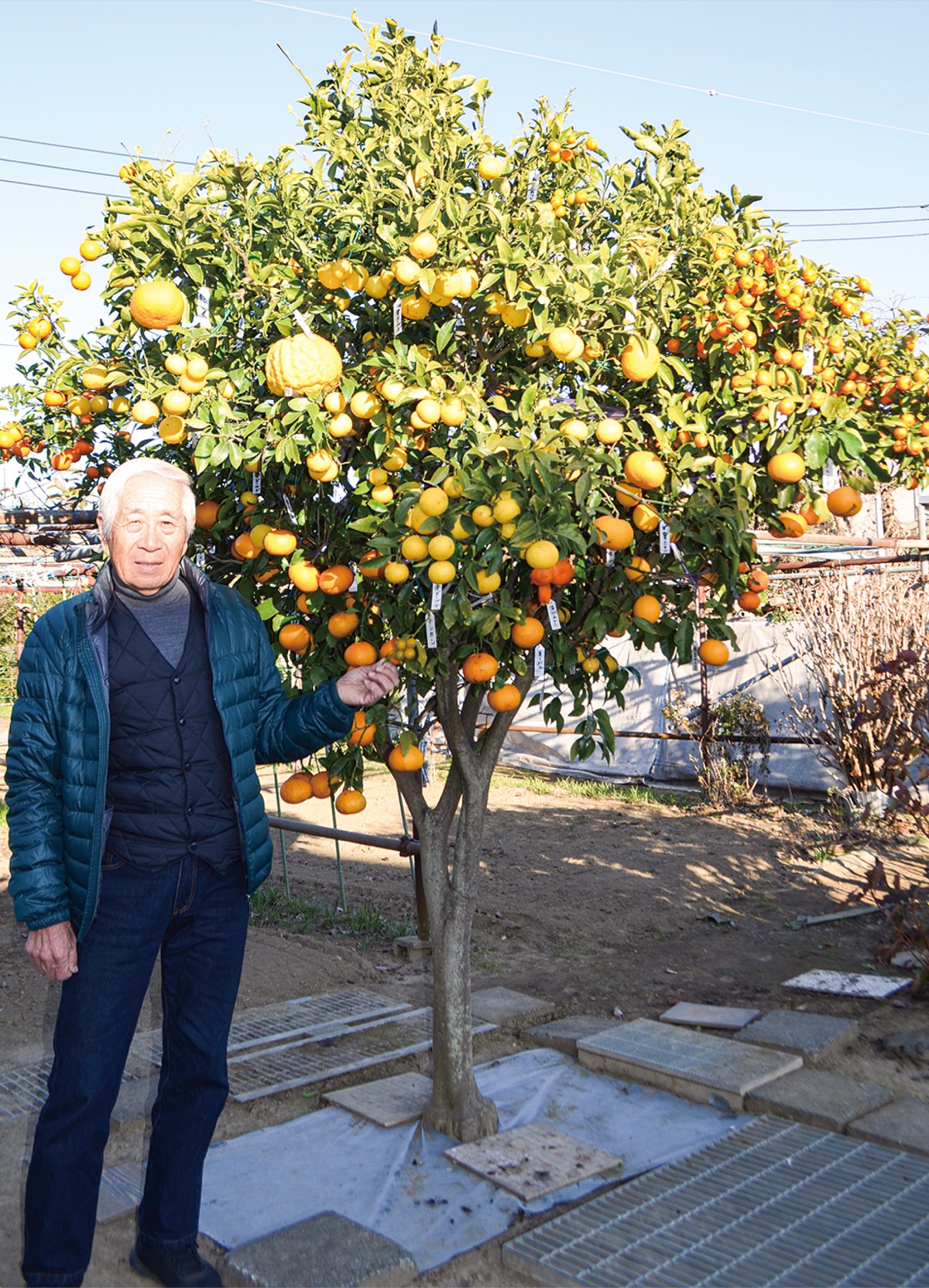一本の木に25種の柑橘 茅ヶ崎の石射さんが接ぎ木で | 寒川 | タウン