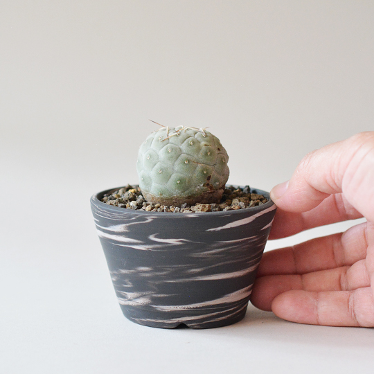 テフロカクタス・ゲオメトリクス | 多肉植物・特別な鉢の販売