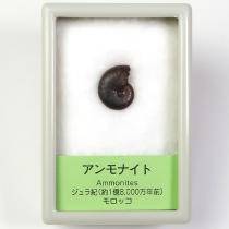 アンモナイト｜化石標本・分売｜化石販売・鉱物販売の東京サイエンス