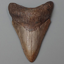 サメの歯化石（Carcharodon megalodon）｜化石販売・鉱物販売の東京